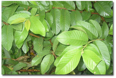 marabout-guérisseur