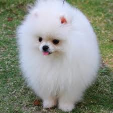 chiots de type pomeranian spitz nain non l.o.f
