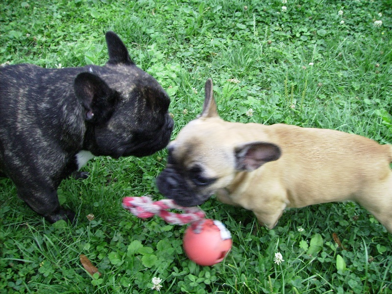 Chiots type bouledogue français non lof