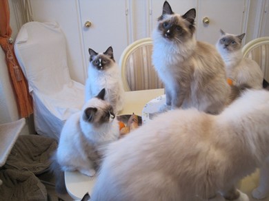chatons type ragdoll