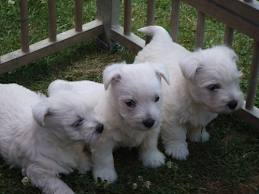 westie lof à réserver . lignées multichampions