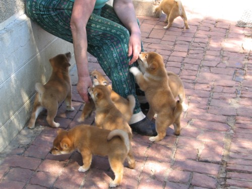 Chiots  de type shiba inu pure race non lof