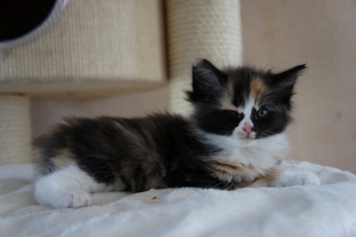 Chatons norvégien black smoke et blanc disponible