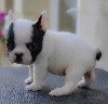 Donation chiot de type Bouledogue français 