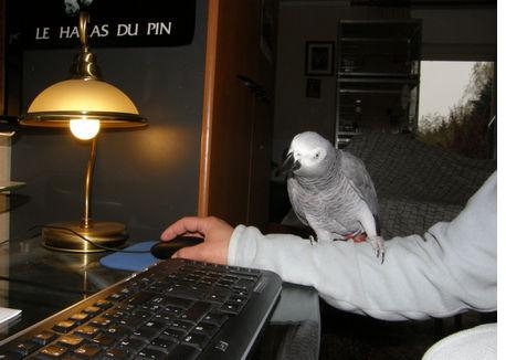 Magnifique perroquet gris du Gabon EAM